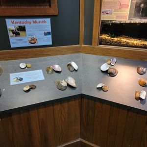 Salato - Kentucky mussels