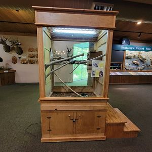 Salato - Black rat snake