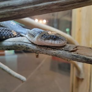 Salato - Black rat snake