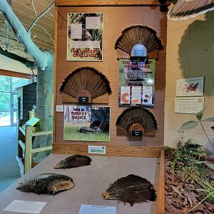 Salato - Turkey info