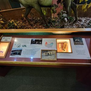 Salato - Restoring elk info