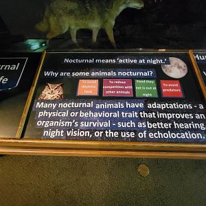 Salato - Nocturnal species info