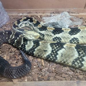 Salato - Grumpy looking Timber