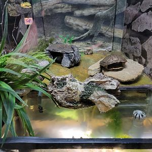 Salato - American bullfrog, green frog