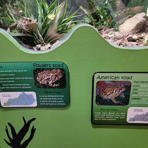 Salato - Fowler's toad & American toad being helpful