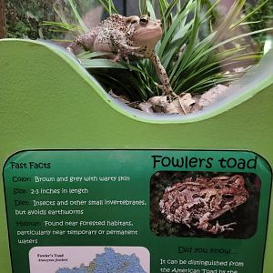 Salato - Fowler's toad