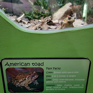 Salato - American toad