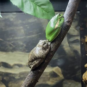 Salato - Green treefrog, Cope's gray treefrog