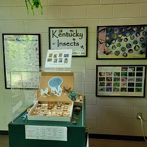 Salato - Insect info