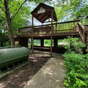 Salato - Bear viewing