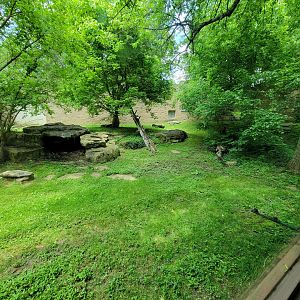 Salato - Bear viewing from glass windows