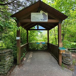 Salato - Living Stream