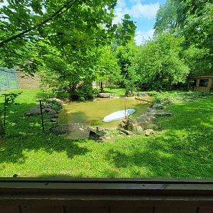 Salato - Bear viewing from the other window