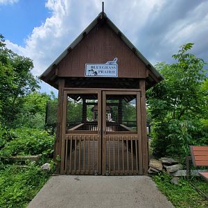 Salato - Bluegrass Prairie, for northern bobwhite