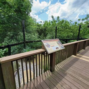 Salato - Northern bobwhite exhibit