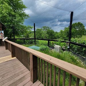 Salato - Northern bobwhite exhibit