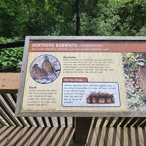 Salato - Northern bobwhite exhibit