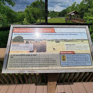 Salato - Kentucky is losing its quail