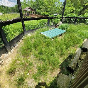 Salato - Northern bobwhite exhibit
