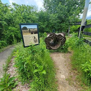 Salato - Bobwhite - Better path for hiding, vs mowed lawn
