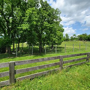 Salato - Elk in the shade