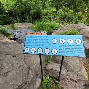 Salato - Stream info