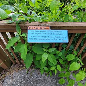 Salato - Stream info