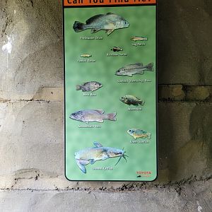 Salato - Stream fish tank