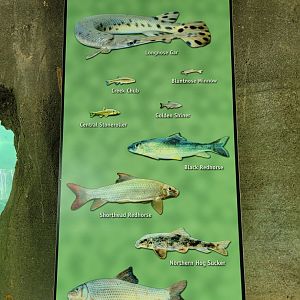 Salato - Stream fish tank