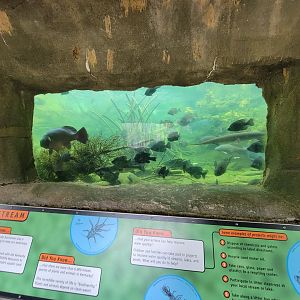 Salato - Stream fish tank (under waterfall)