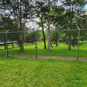 Salato - Whitetail & wild turkey yard