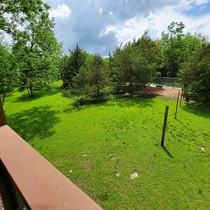 Salato - Whitetail & wild turkey yard