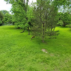 Salato - Whitetail & wild turkey yard