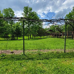 Salato - Whitetail & wild turkey yard