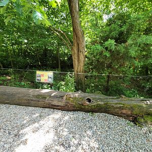 Salato - Eastern box turtles