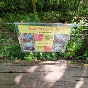Salato - Eastern box turtles