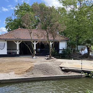 Work on new scimitar-horned oryx enclosure