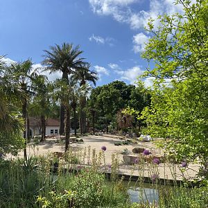Work on new scimitar-horned oryx enclosure