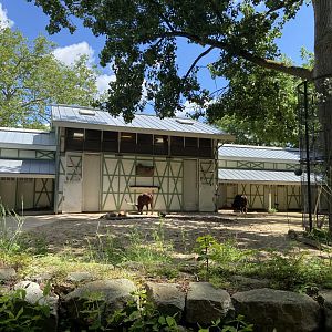 Ankole cattle in giraffe enclosure