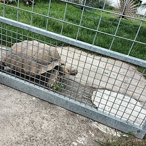 African spurred Tortoise