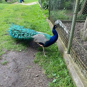 Freeroaming Indian Peafowl