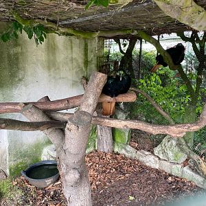 Himalayan Monal Aviary