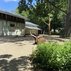 Ankole cattle in giraffe enclosure