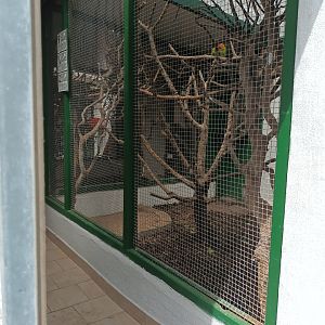 View inside the Bird House and Fishers Lovebird Aviary