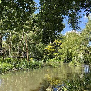 Buff-cheeked gibbon enclosure - island linked to house by overhead passage