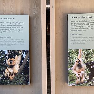 Buff-cheeked gibbon enclosure - island linked to house by overhead passage