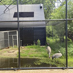 Eurasian cranes in the polder aviary - small section by the Artis entrance end