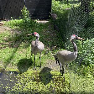 Eurasian cranes in the polder aviary - small section by the Artis entrance end