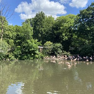 View of Chilean flamingos from Artisplein