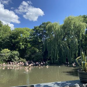 View of Chilean flamingos from Artisplein